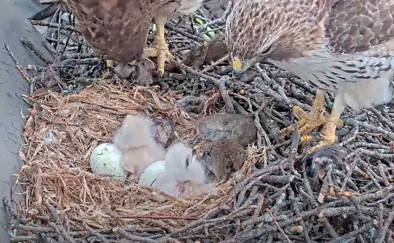 Tap to see the second hatchling's reveal at the Cornell Hawks nest.